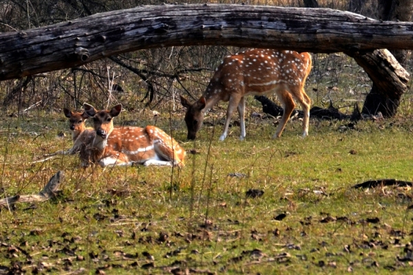 Photo of Rajaji National Park, Chila Gate, Reception, Cheela Colony, Uttarakhand, India by Rashmi Kanti