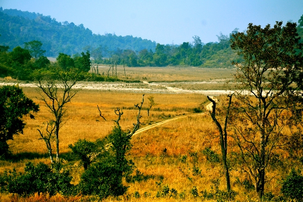 Photo of Rajaji National Park, Chila Gate, Reception, Cheela Colony, Uttarakhand, India by Rashmi Kanti