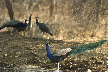 Photo of Hidden Gems - Morachi Chincholi, The Village of Peacocks 2/3 by Suresh Khapay