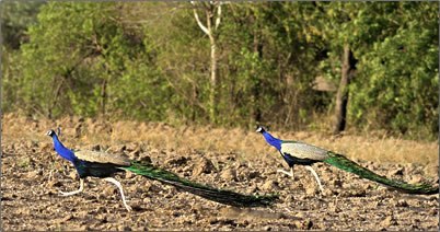 Photo of Hidden Gems - Morachi Chincholi, The Village of Peacocks 3/3 by Suresh Khapay