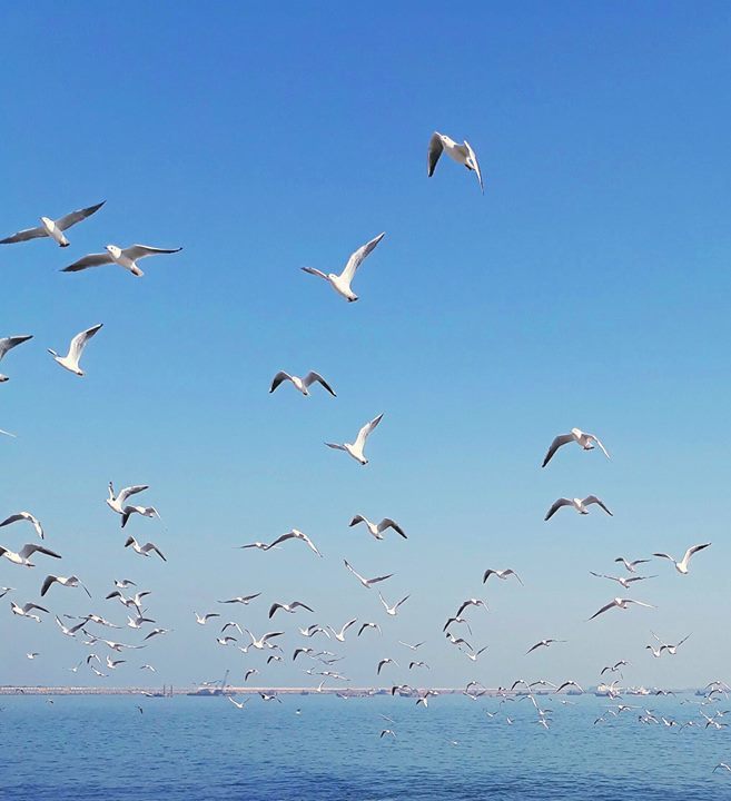 Photo of Madhavpur Beach, Porbandar - Veraval Highway, Madhavpur, Gujarat, India by My TravelHood - One Place At A Time By Kaushal Mankad