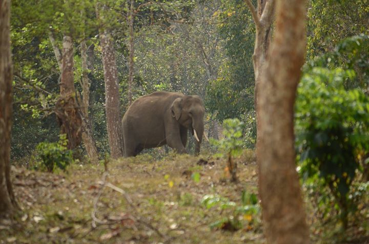 Photo of Thekkady, Kerala, India by Biswadip Chattopadhyay