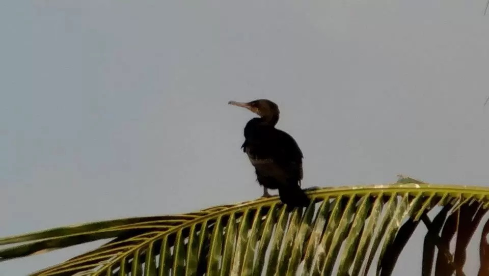 Photo of Kerala by bidisha
