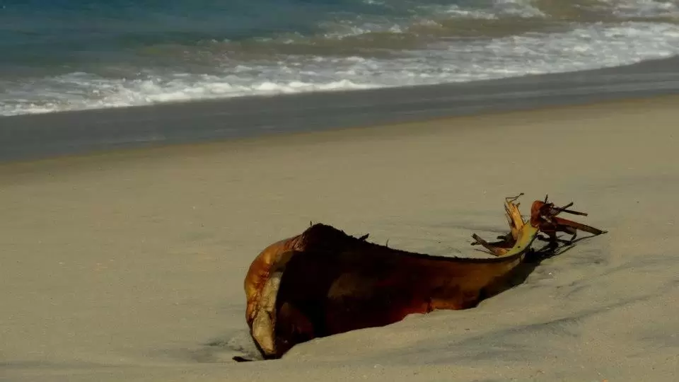Photo of Marari Beach by bidisha