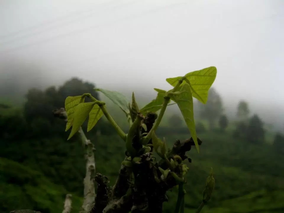 Photo of Kerala by bidisha