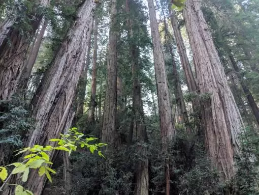 Photo of Muir Woods National Monument, Muir Woods Road, Mill Valley, CA, USA by christinacolney