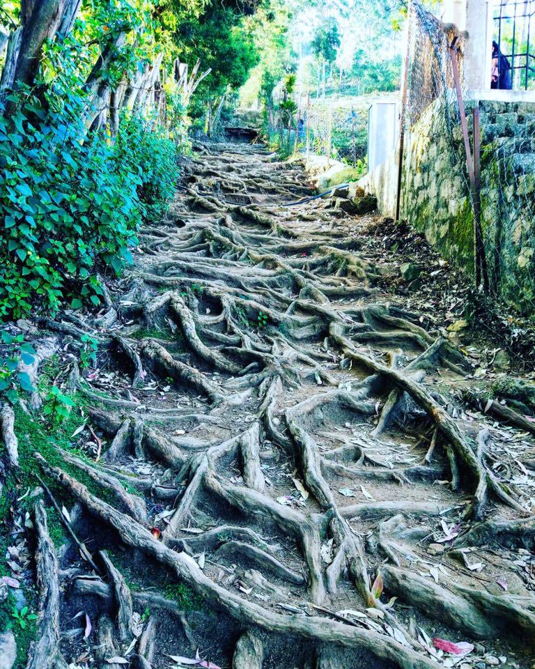 Photo of Kodaikanal is much more than Vattakanal! by Gouthami Vasudev