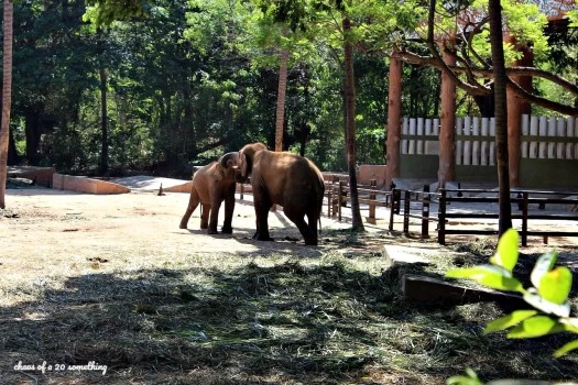 Photo of Mysore Zoo, Mysuru, Karnataka, India by sanjani shah