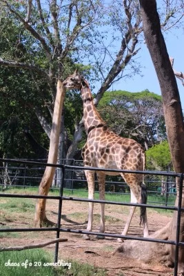 Photo of Mysore Zoo, Mysuru, Karnataka, India by sanjani shah
