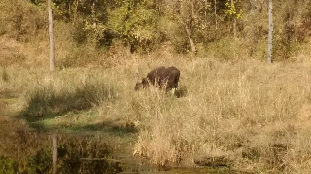 Photo of An unforgettable trip to Kanha! 6/22 by Kanupriya Agarwal