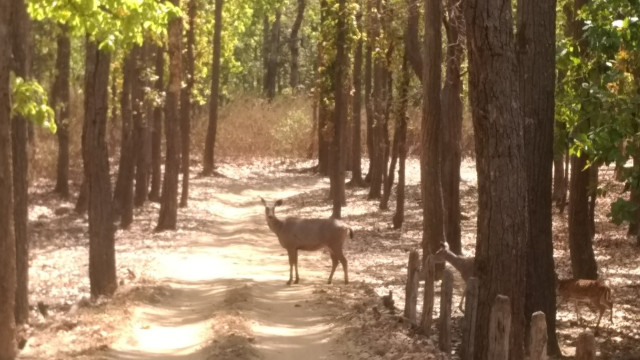 Photo of An unforgettable trip to Kanha! 10/22 by Kanupriya Agarwal