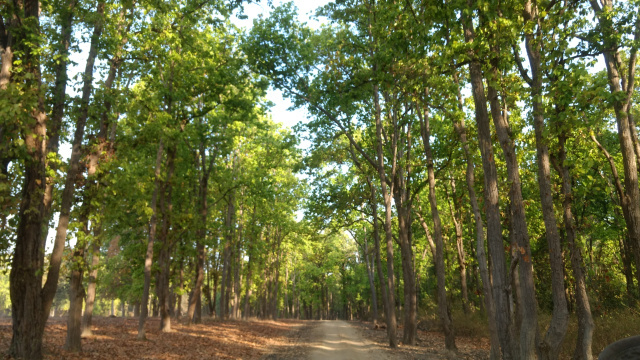 Photo of An unforgettable trip to Kanha! 11/22 by Kanupriya Agarwal