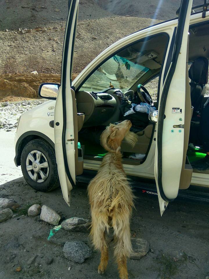 Photo of Road trip to Leh Ladakh by Pranoti Pawar