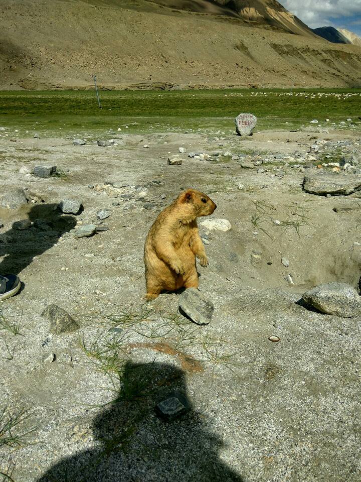 Photo of Road trip to Leh Ladakh by Pranoti Pawar