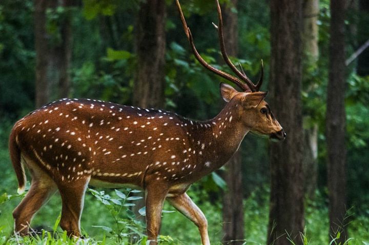 Photo of Parambikulam Tiger Reserve, Palakkad, Kerala, India by Rohit Remesh