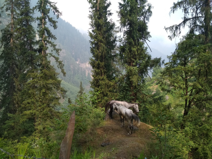 Photo of Journey To the Mountains Of Sar Pass: Trek From Kasol To Grahan Village by Sheeba Kaul