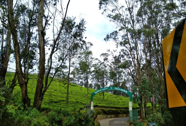 Photo of Government Tea Garden Ooty, Ooty, Tamil Nadu, India by Sheeba Kaul