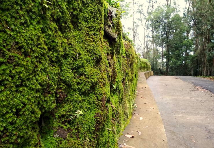 Photo of Journey to Isha Foundation and Ooty: A Solo Endeavor by Sheeba Kaul