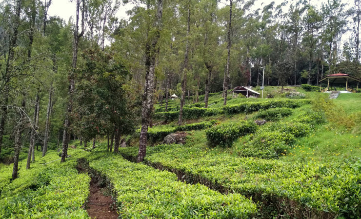 Photo of Journey to Isha Foundation and Ooty: A Solo Endeavor by Sheeba Kaul