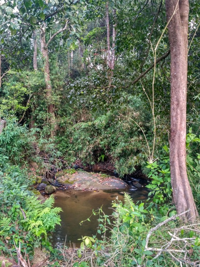 Photo of Silver Brook Estate, Kodagu, Karnataka, India by tanwistha gope