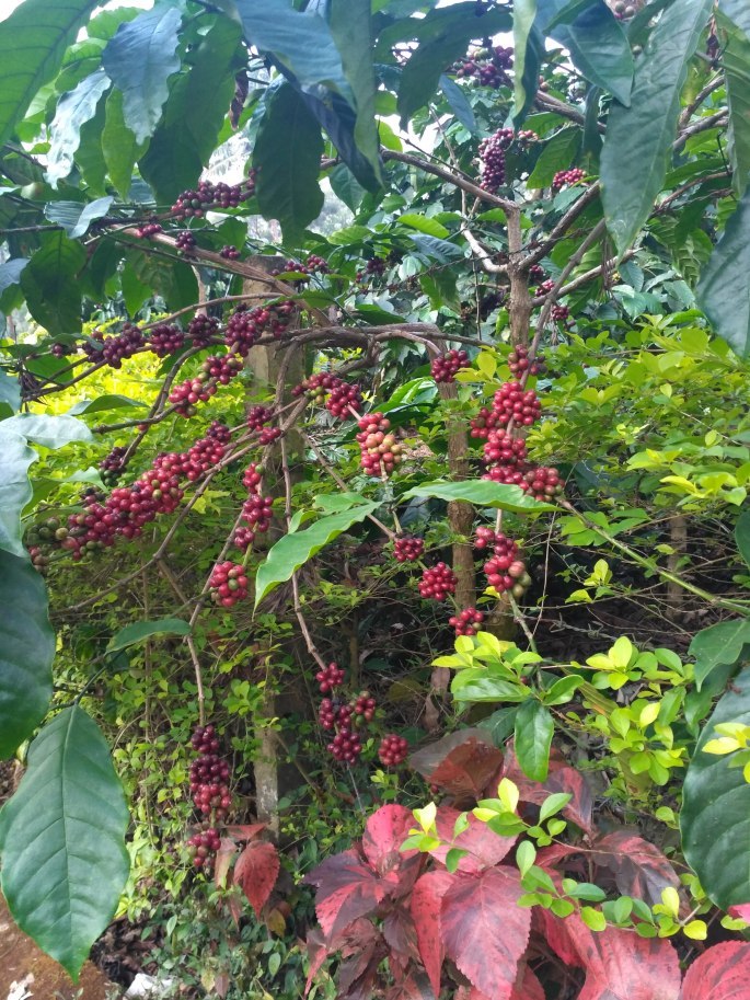 Photo of Silver Brook Estate, Kodagu, Karnataka, India by tanwistha gope
