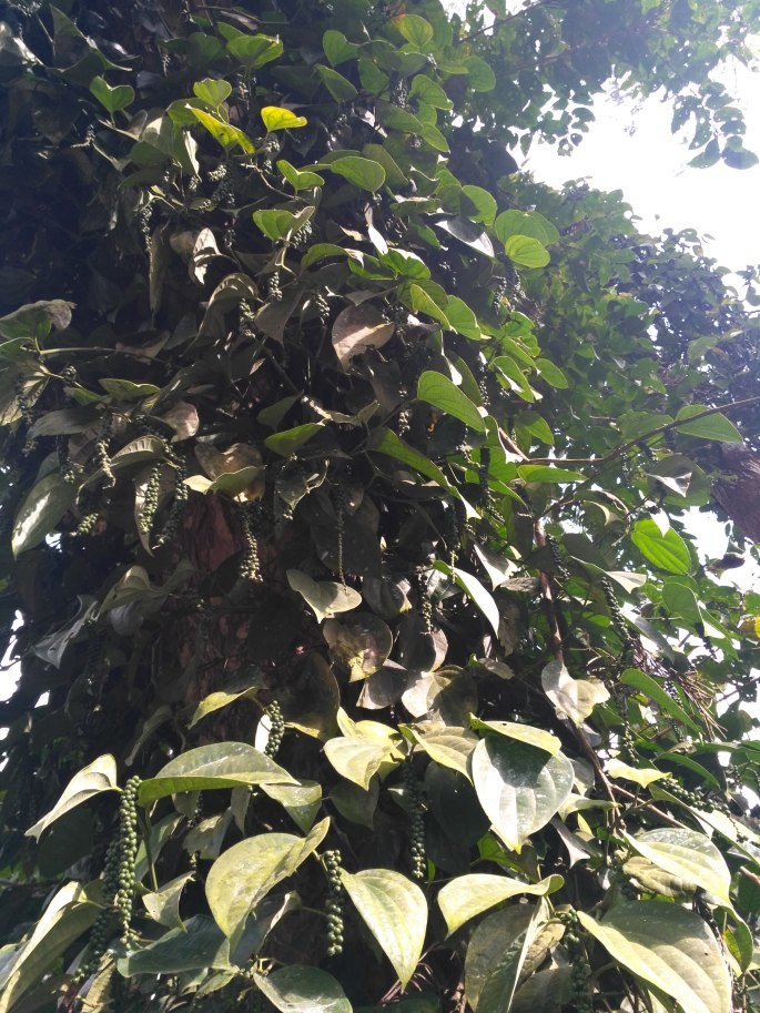 Photo of Silver Brook Estate, Kodagu, Karnataka, India by tanwistha gope