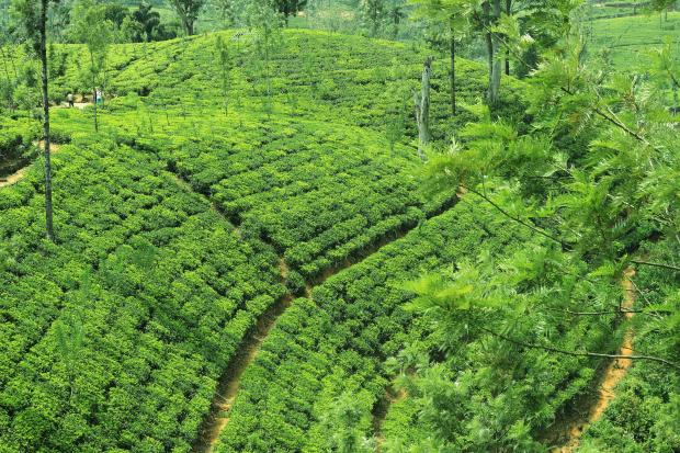 Photo of Nuwara Eliya, Central Province, Sri Lanka by Krupa