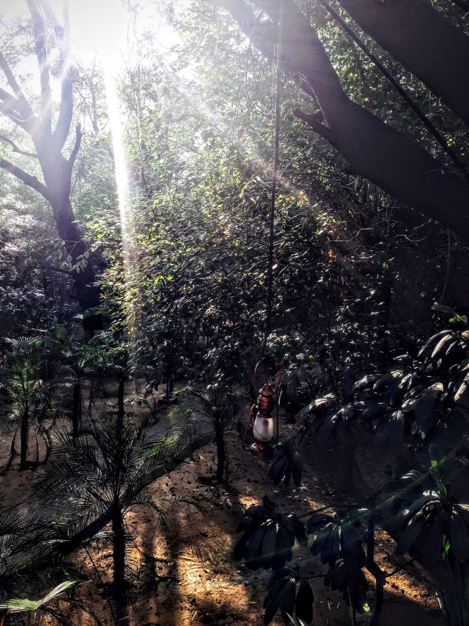 Photo of Tree House Resort | Jaipur, Kalwad Kalan and Khurd, Rajasthan, India by Anisha Gupta