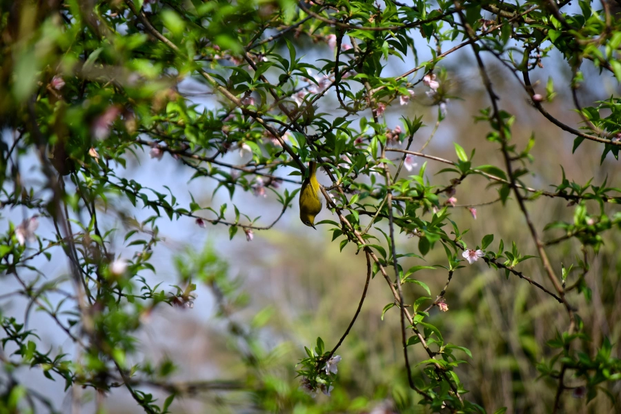 Photo of February Scenes Around Home: A Countryside Affair by Manmeet Kaur