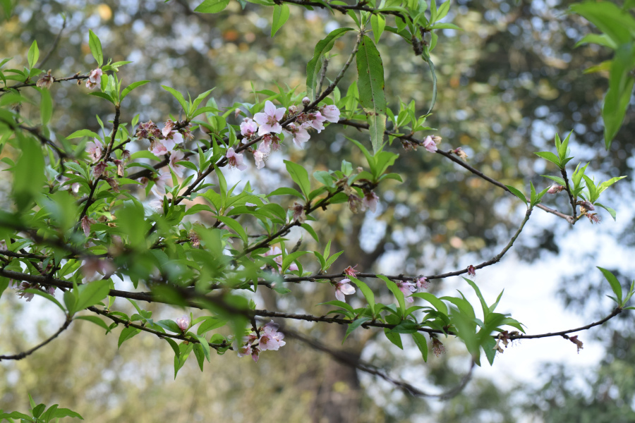 Photo of February Scenes Around Home: A Countryside Affair by Manmeet x Sandeep