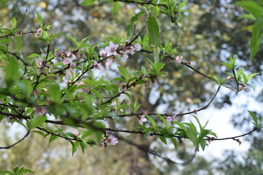 Photo of February Scenes Around Home: A Countryside Affair by Manmeet Kaur