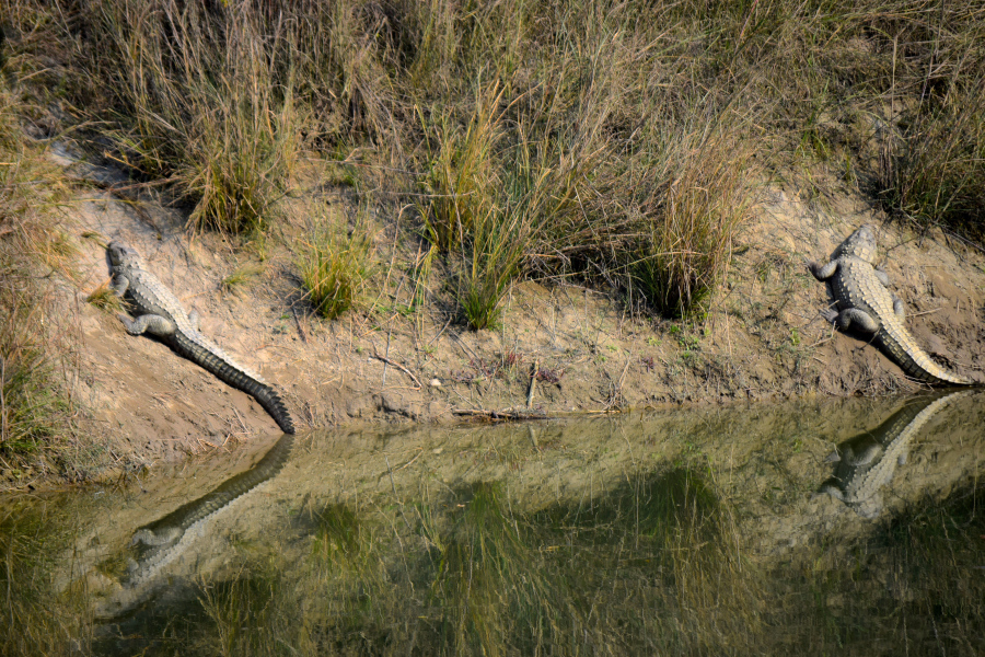 Photo of February Scenes Around Home: A Countryside Affair by Manmeet x Sandeep