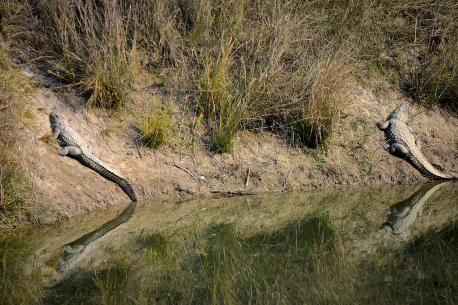 Photo of February Scenes Around Home: A Countryside Affair by Manmeet Kaur