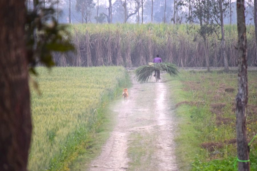 Photo of February Scenes Around Home: A Countryside Affair by Manmeet Kaur