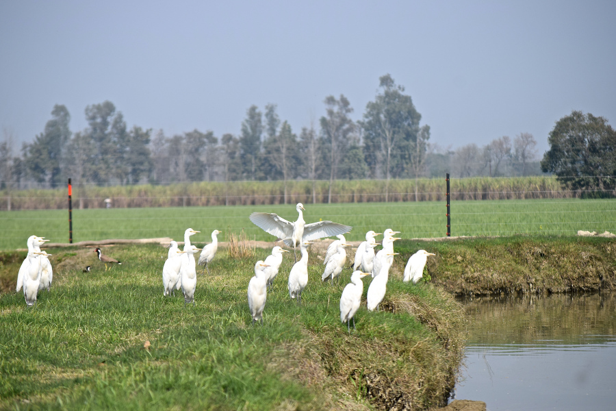 Photo of February Scenes Around Home: A Countryside Affair by Manmeet x Sandeep