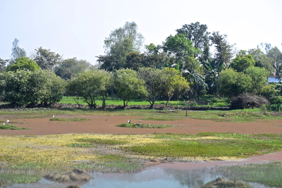 Photo of February Scenes Around Home: A Countryside Affair by Manmeet Kaur