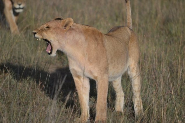 Photo of Kenya Travelogue 1/8 by Nemish Parekh