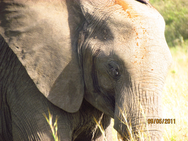 Photo of Kenya Travelogue 5/8 by Nemish Parekh