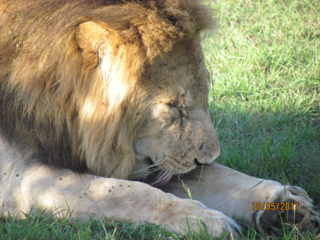 Photo of Kenya Travelogue 8/8 by Nemish Parekh