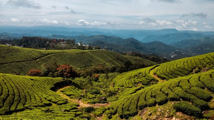 Photo of Munnar, Kerala, India by Mallika Rohatgi