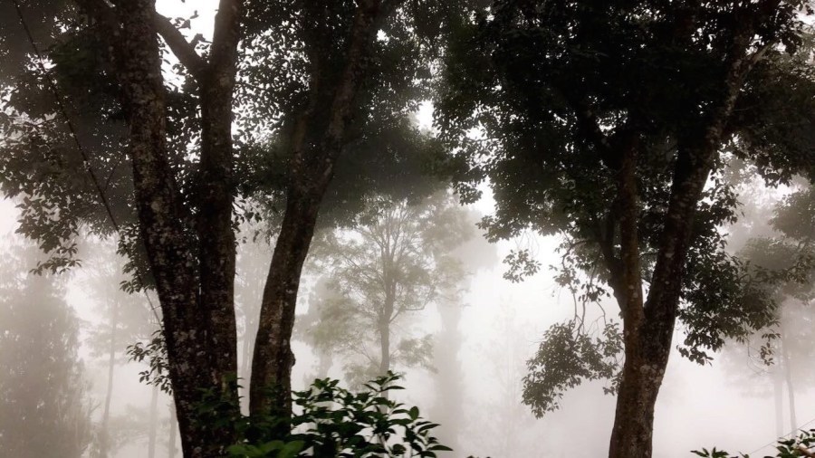Photo of De Rock- Jungle Living, Coonoor, Coonoor, Tamil Nadu, India by Ananya Ghosh