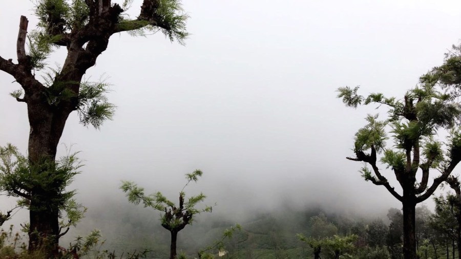 Photo of De Rock- Jungle Living, Coonoor, Coonoor, Tamil Nadu, India by Ananya Ghosh