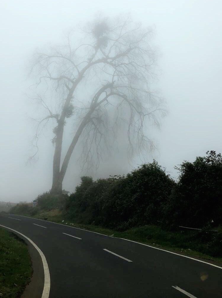 Photo of De Rock- Jungle Living, Coonoor, Coonoor, Tamil Nadu, India by Ananya Ghosh