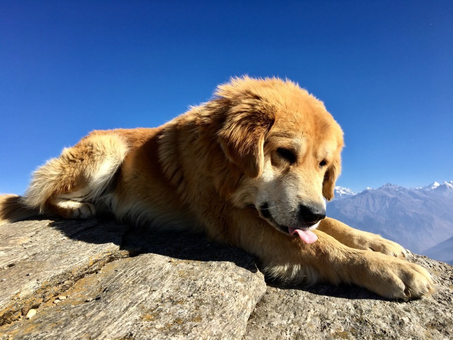 Photo of Kedarkantha Trek, Kedarkantha Trek Road, Bhel Chowk, Karanpur, Dehradun, Uttarakhand, India by Ananya Ghosh