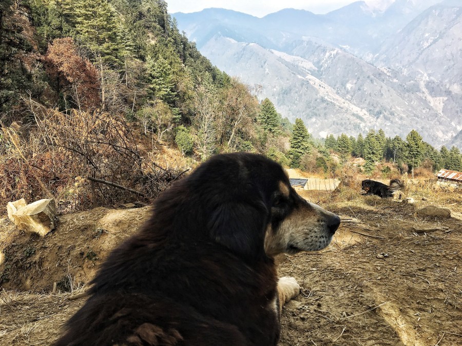 Photo of Kedarkantha Trek, Kedarkantha Trek Road, Bhel Chowk, Karanpur, Dehradun, Uttarakhand, India by Ananya Ghosh