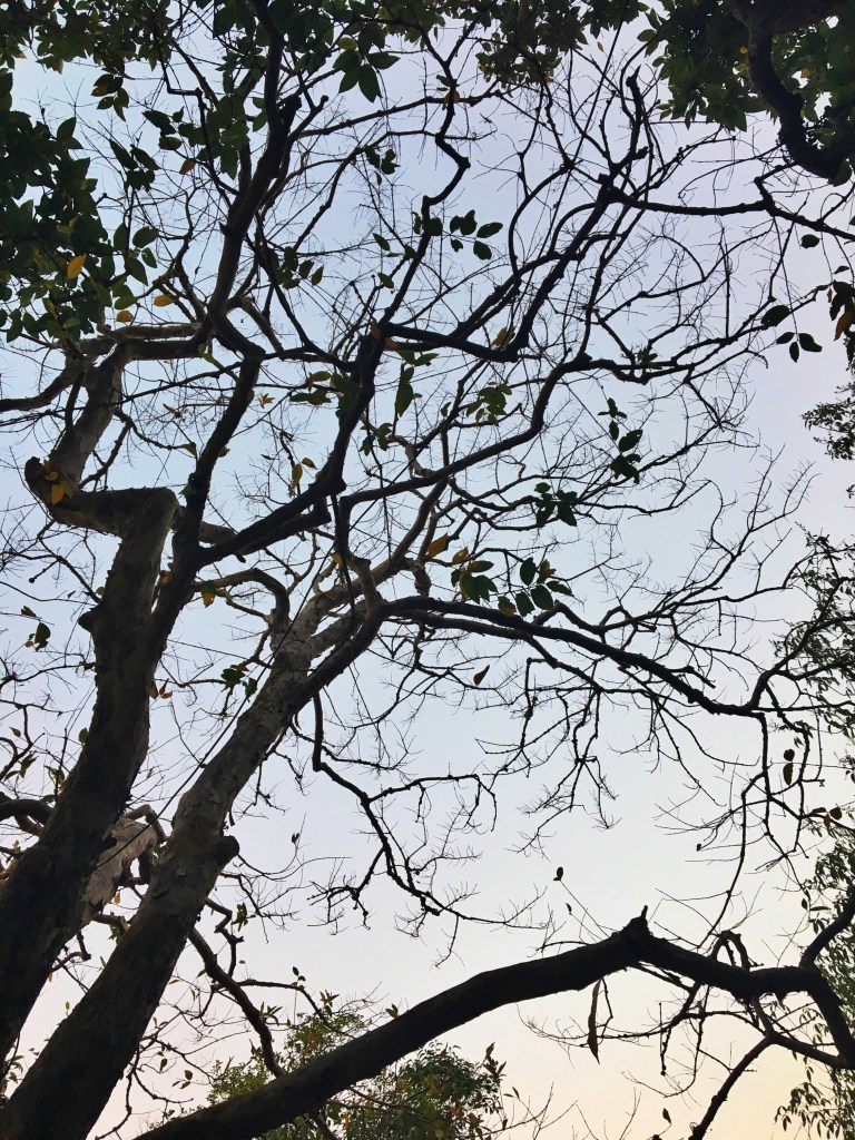 Photo of The Machan, Private Road, Atvan, Maharashtra, India by Ananya Ghosh