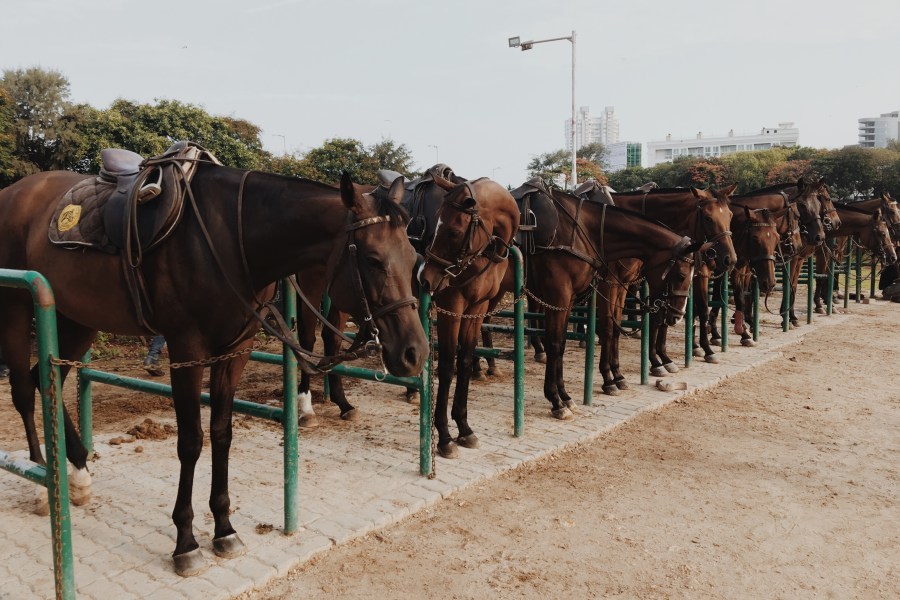Photo of Experience Horseback Riding at one of the Oldest & Largest Private Civilians Riding Clubs, in Mumbai 1/1 by Ananya Ghosh