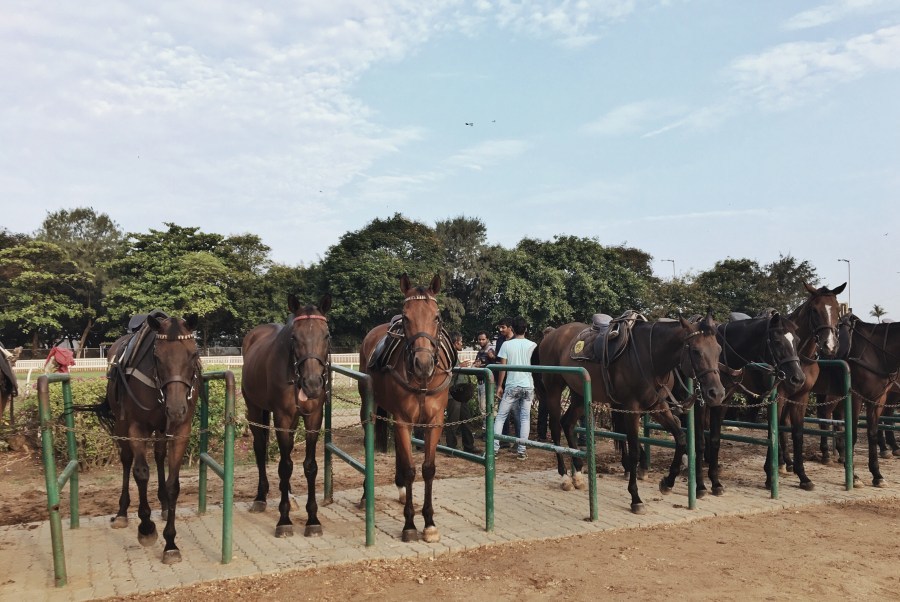 Photo of Amateur Riders' Club, Royal Western India Turf Club, Mahalakshmi, Mumbai, Maharashtra, India by Ananya Ghosh