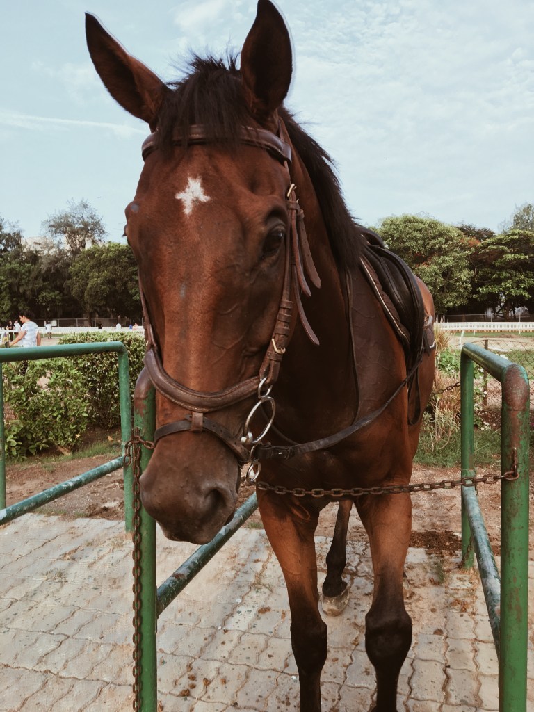 Photo of Amateur Riders' Club, Royal Western India Turf Club, Mahalakshmi, Mumbai, Maharashtra, India by Ananya Ghosh