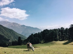 Photo of Dayara Bugyal trek, Uttarkashi, Uttarakhand, India by Ananya Ghosh